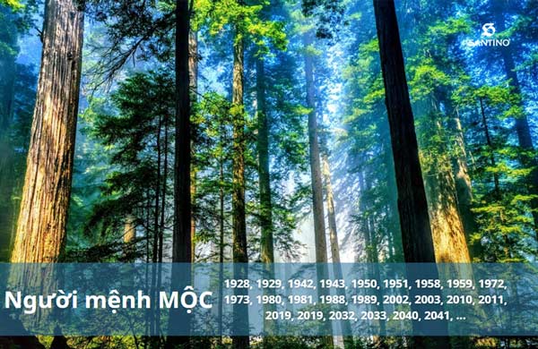 mệnh Mộc hợp quần áo màu gì