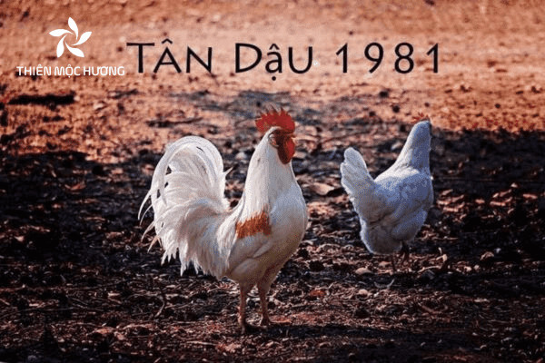 Người thuộc tuổi Tân Dậu là những người có ngày sinh từ 05/02/1981 đến ngày 24/01/1982