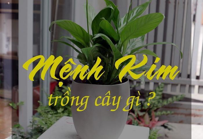 Mệnh Kim trồng cây gì trước cửa nhà?