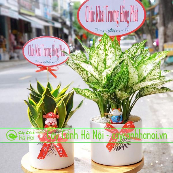 Cây phong thủy làm quà tặng tuổi bính dần