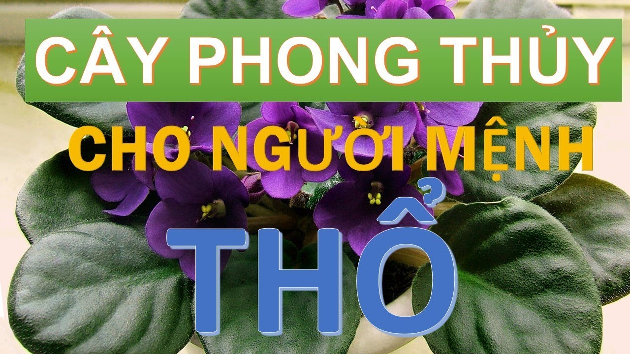 mệnh thổ hợp màu gì