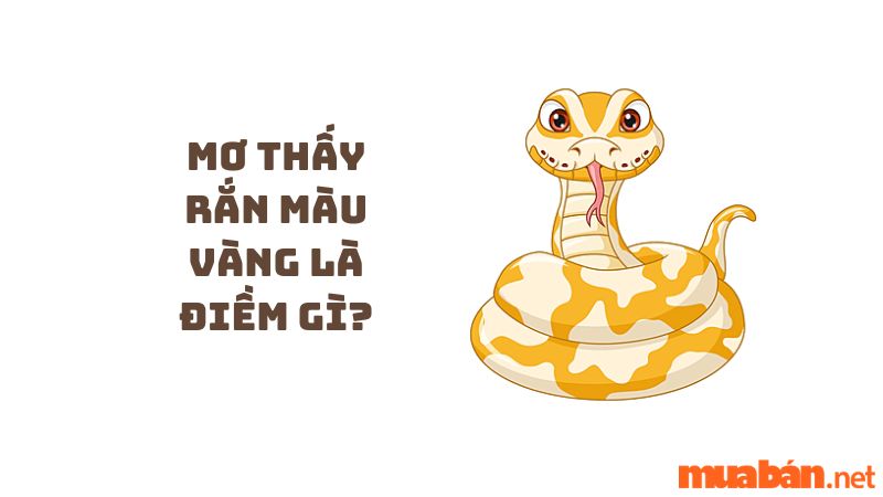 Mơ thấy rắn màu vàng là điềm gì