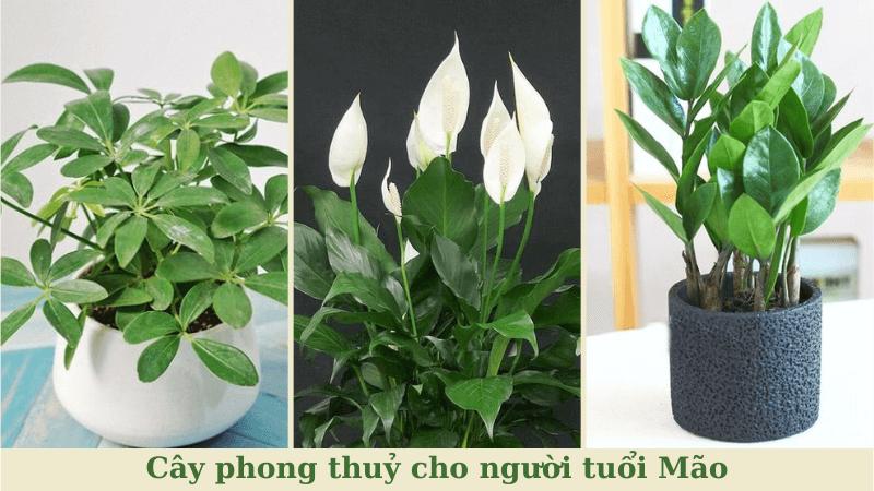 Cây phong thuỷ cho người tuổi Mão mang nhiều may mắn và tài lộc